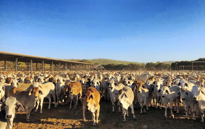 Australia’s cattle numbers on the turn Australia’s cattle numbers on the turn
