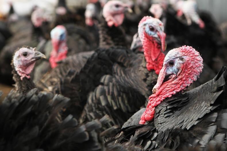 Biosecurity measures ramped up over bird flu fears Biosecurity measures ramped up over bird flu fears