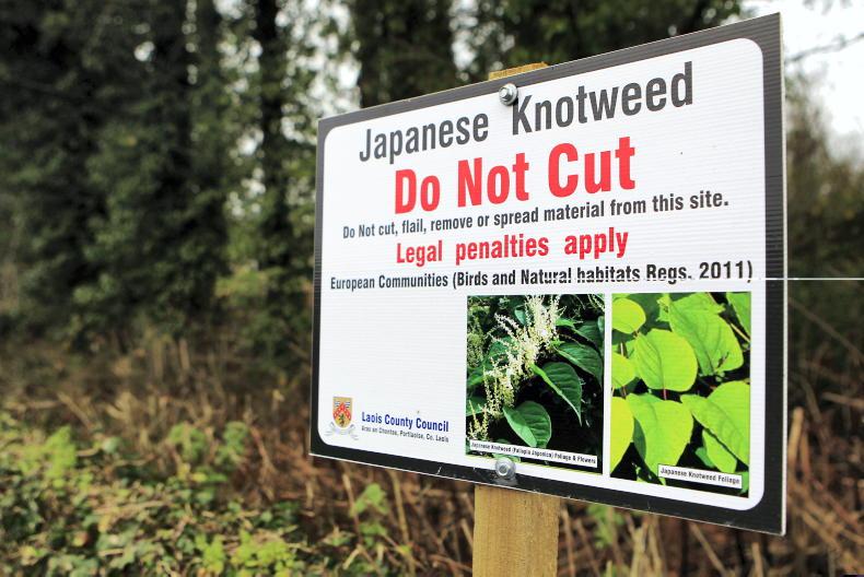 Kerry student finds way to halt Japanese Knotweed growth
Kerry student finds way to halt Japanese Knotweed growth