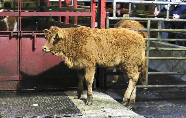 Martbids Database: prices lift as numbers drop back Martbids Database: prices lift as numbers drop back