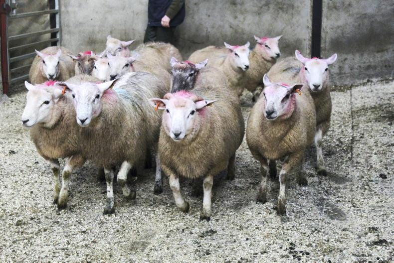Factory price drop ‘crude’ attempt to panic sheep farmers – IFA Factory price drop ‘crude’ attempt to panic sheep farmers – IFA