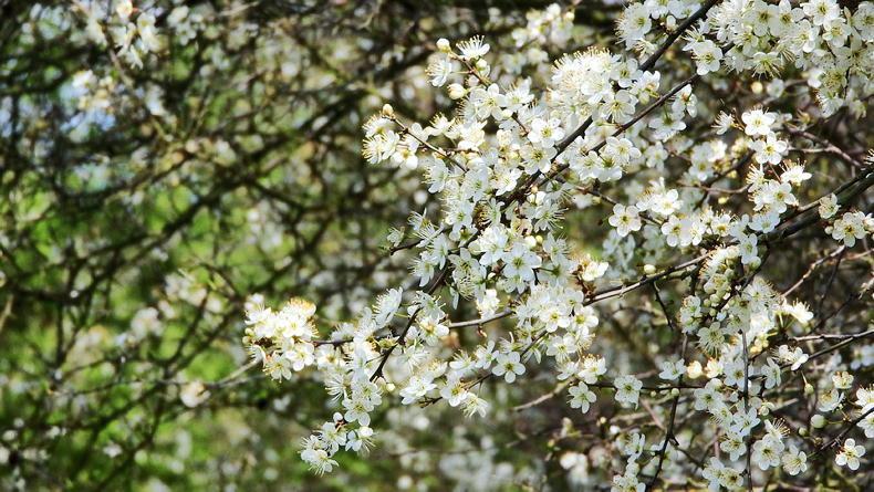 NPWS Farm Plan Scheme unappealing to farmers - Nolan NPWS Farm Plan Scheme unappealing to farmers - Nolan