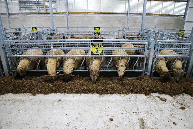 Sheep Management: silage quality, ewe condition and Sheep Welfare Scheme Sheep Management: silage quality, ewe condition and Sheep Welfare Scheme