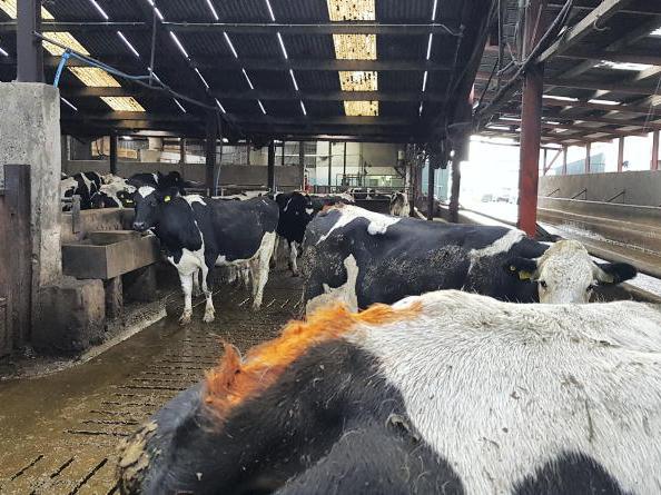 December start for breeding season December start for breeding season
