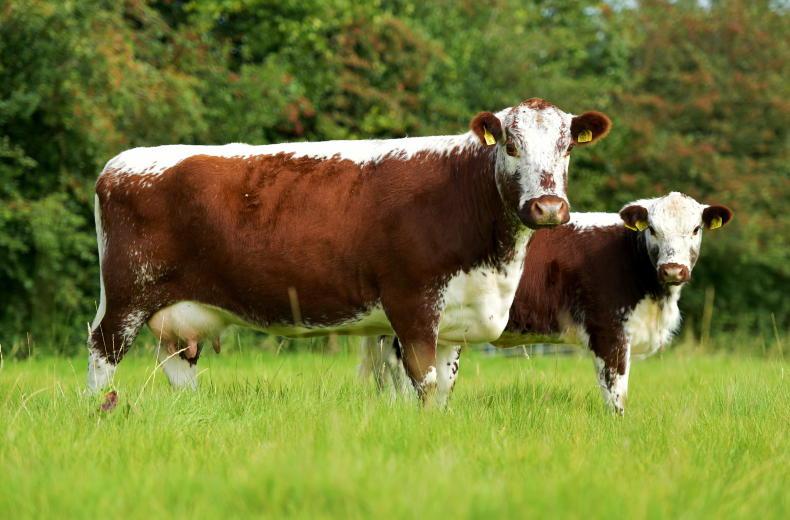 McConalogue to launch new sustainable beef programme McConalogue to launch new sustainable beef programme
