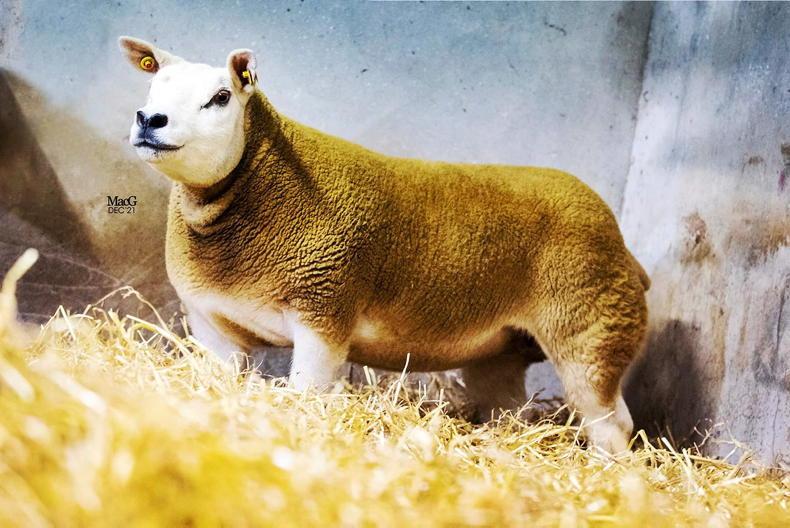 Sale topper returns to new flock in Mayo Sale topper returns to new flock in Mayo