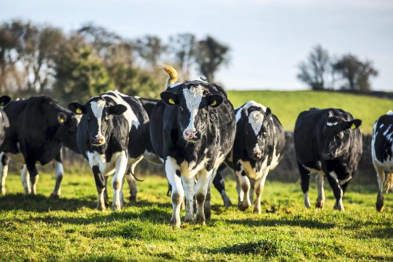 Agri jobs: farm manager maternity cover sought in Tipperary Agri jobs: farm manager maternity cover sought in Tipperary