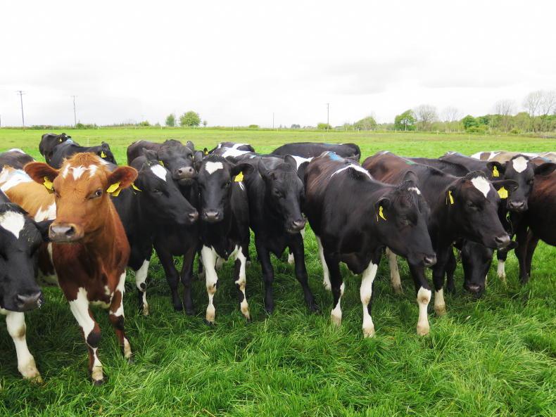 Dairy heifer prices back €400/head on last year Dairy heifer prices back €400/head on last year