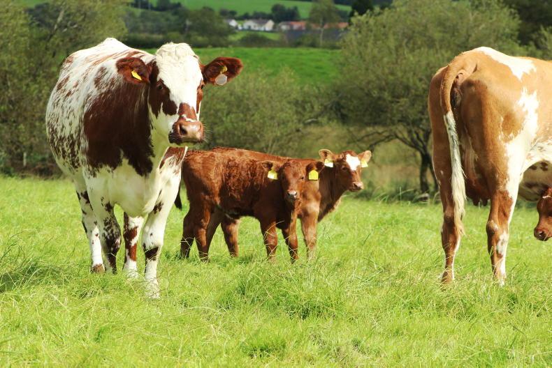 BEEP payments worth €42m start to be issued to farmers BEEP payments worth €42m start to be issued to farmers