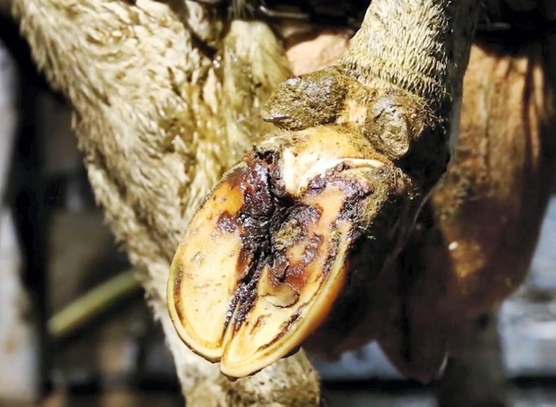 Dairy management: Keeping an eye on lame cows Dairy management: Keeping an eye on lame cows