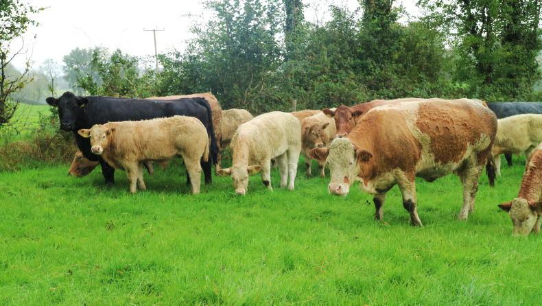 Younger slaughter age can lower GHG emissions provided diet is correct Younger slaughter age can lower GHG emissions provided diet is correct