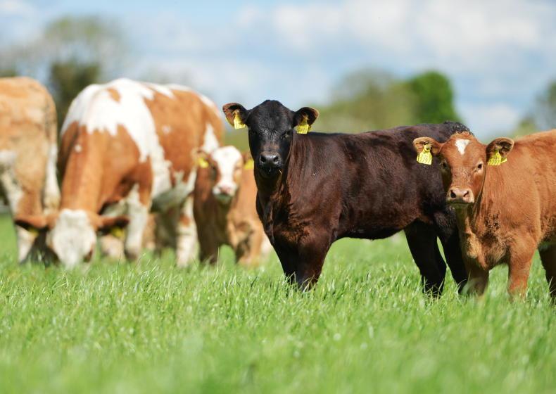 New beef research appointments at Teagasc Grange New beef research appointments at Teagasc Grange