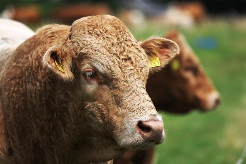 Does tillage hold solutions to livestock challenges? Does tillage hold solutions to livestock challenges?
