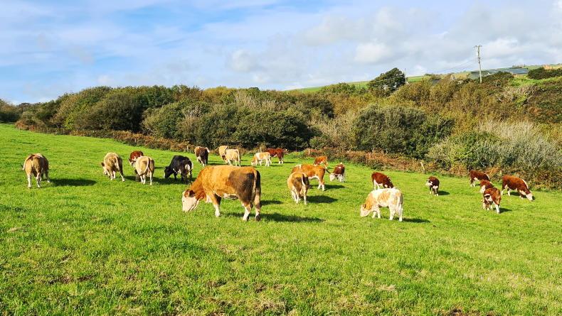 Draft Nitrates Action Programme ‘unfair for less intensive farmers’ - ICSA Draft Nitrates Action Programme ‘unfair for less intensive farmers’ - ICSA