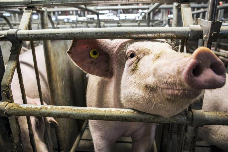 Value of country's pig slurry doubles to hit €23m Value of country's pig slurry doubles to hit €23m