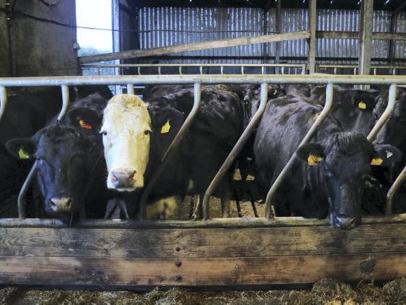 Suckler cows averaging 648kg liveweight in Newford herd Suckler cows averaging 648kg liveweight in Newford herd