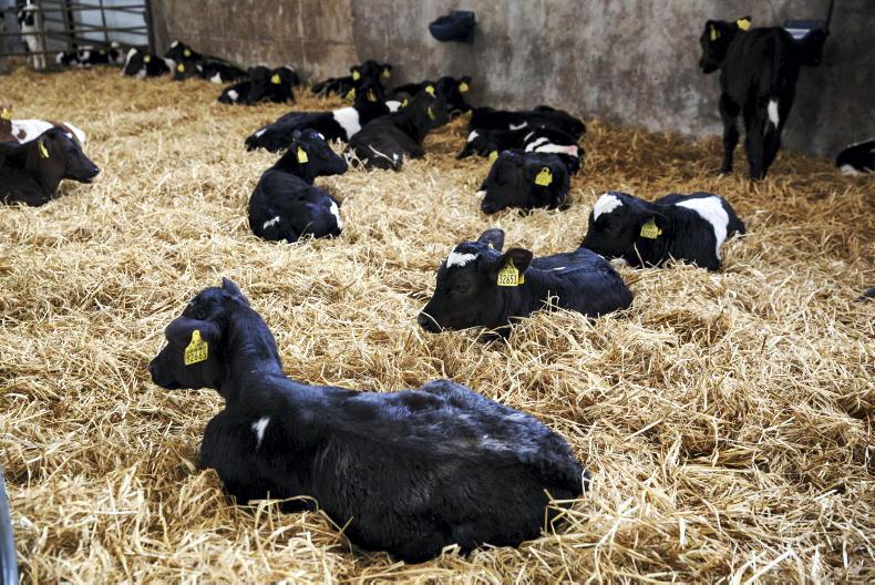 Calls for autumn calves to be eligible for 2022 Dairy Beef Calf Scheme Calls for autumn calves to be eligible for 2022 Dairy Beef Calf Scheme