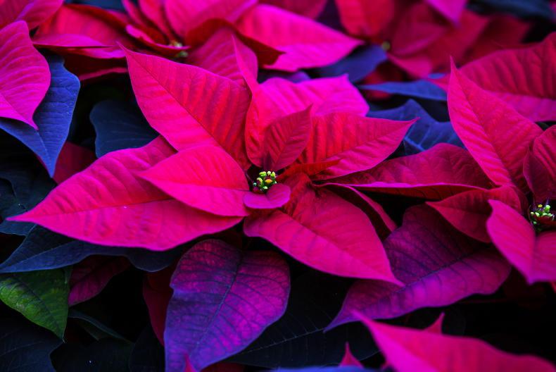 Gardening: looking after Christmas plants Gardening: looking after Christmas plants