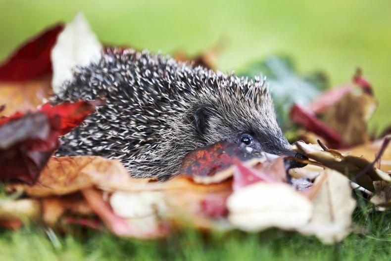 Michael Slavin: my tale of animal lockdown Michael Slavin: my tale of animal lockdown