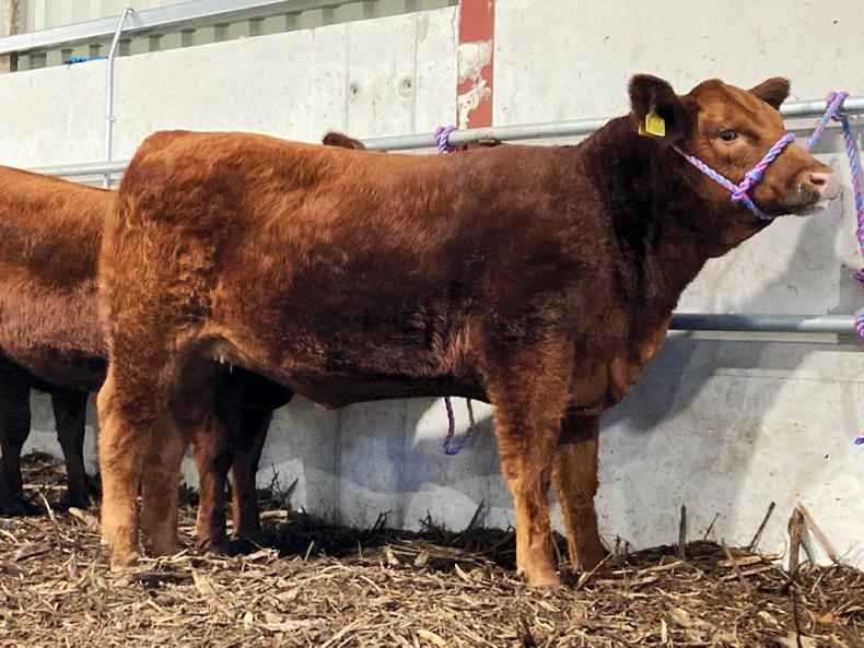 Red Angus making headlines again Red Angus making headlines again