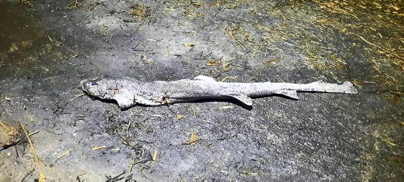 Cork farmer finds shark in silage Cork farmer finds shark in silage
