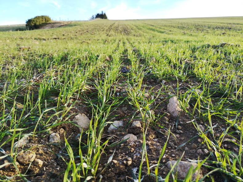 Tillage Management: frost could be used to knock excess catch crop vegetation Tillage Management: frost could be used to knock excess catch crop vegetation