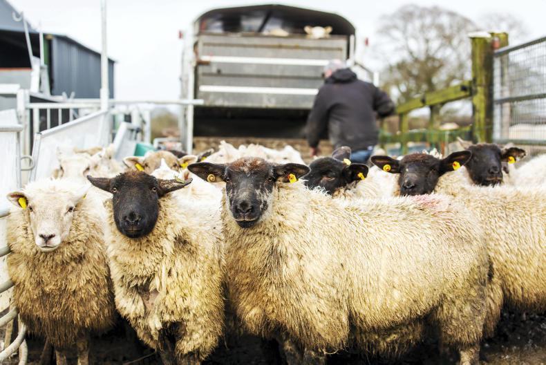 Scottish Prices: hogget trade enters 2022 with dip in price
Scottish Prices: hogget trade enters 2022 with dip in price