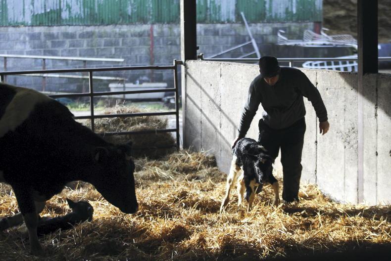 Farmer Writes: calving underway as costs set to rise Farmer Writes: calving underway as costs set to rise