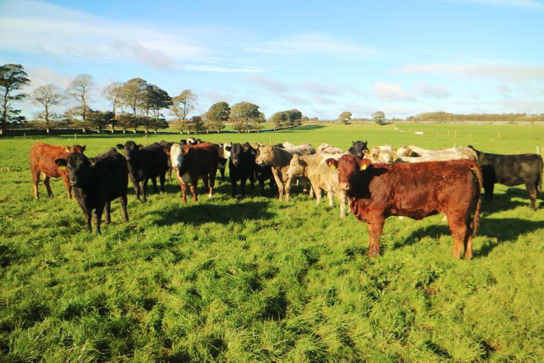 Newford Farm update: yearling heifers turned out to grass Newford Farm update: yearling heifers turned out to grass