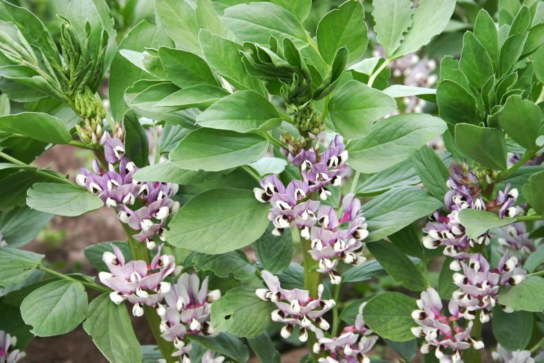 Caprice and Victus shake up spring beans recommended list Caprice and Victus shake up spring beans recommended list