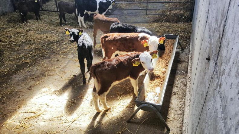 Calf rearers urged to make weaning protocols part of milk feeding plan Calf rearers urged to make weaning protocols part of milk feeding plan