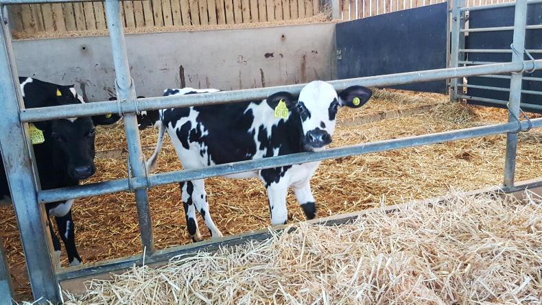 Calf rearers urged to make weaning protocols part of milk feeding plan Calf rearers urged to make weaning protocols part of milk feeding plan