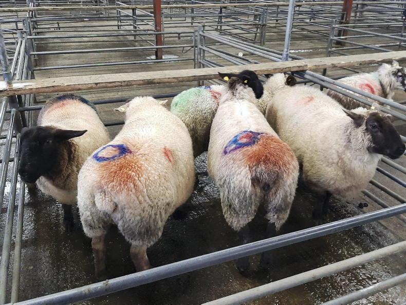 Sheep Management: assessing suitability for slaughter and concentrate quality Sheep Management: assessing suitability for slaughter and concentrate quality