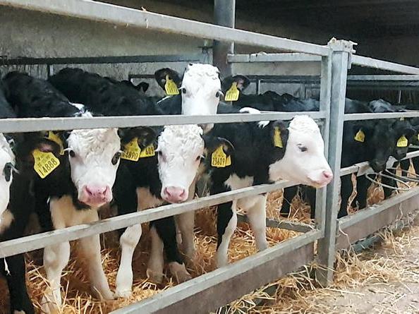 Calf-rearing series: addressing the issues facing the dairy-beef industry Calf-rearing series: addressing the issues facing the dairy-beef industry