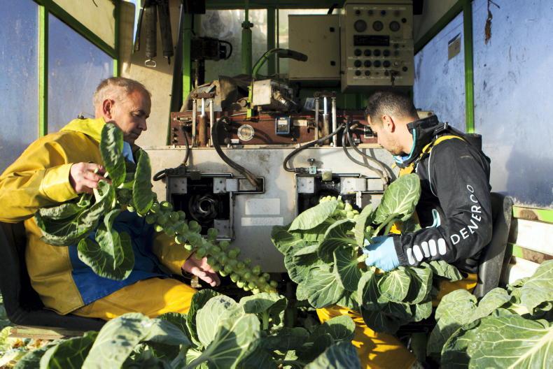 Irish vegetable growers exiting sector rapidly Irish vegetable growers exiting sector rapidly