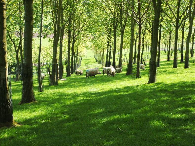 Farmers warned not to sell carbon credits outside of the sector Farmers warned not to sell carbon credits outside of the sector