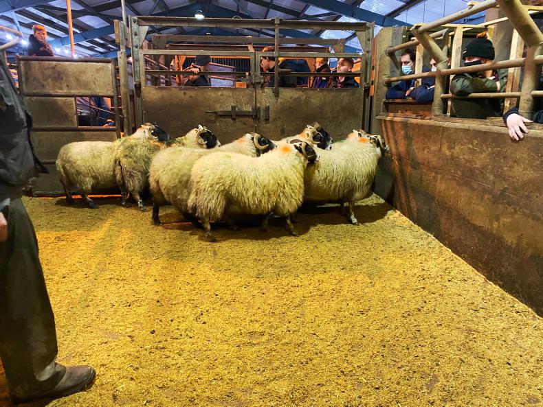 Camera at the Mart: 100% clearance of in-lamb ewes in Enniskillen Camera at the Mart: 100% clearance of in-lamb ewes in Enniskillen
