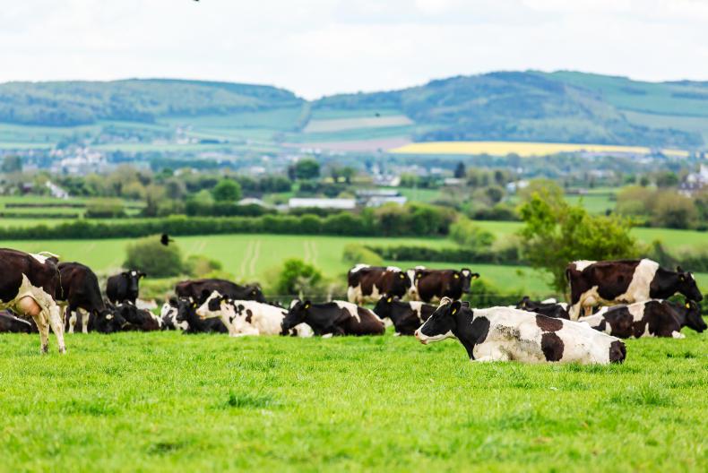 More dairy replacements on the ground this spring More dairy replacements on the ground this spring