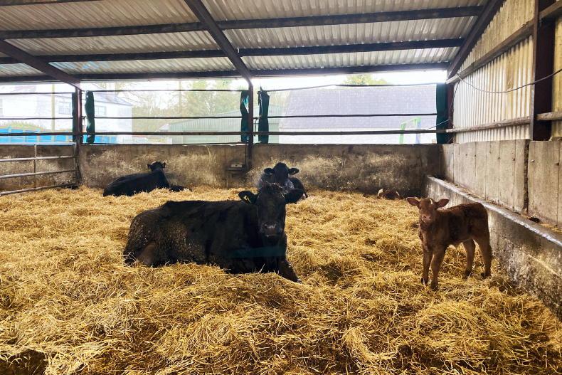 Tullamore Farm: heavy rainfall delays thoughts of turnout Tullamore Farm: heavy rainfall delays thoughts of turnout
