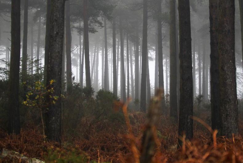 Afforestation by non-farmers three times greater than farmers Afforestation by non-farmers three times greater than farmers