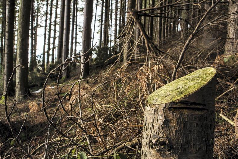 Forestry licensing targets are ‘cotton soft’ Forestry licensing targets are ‘cotton soft’