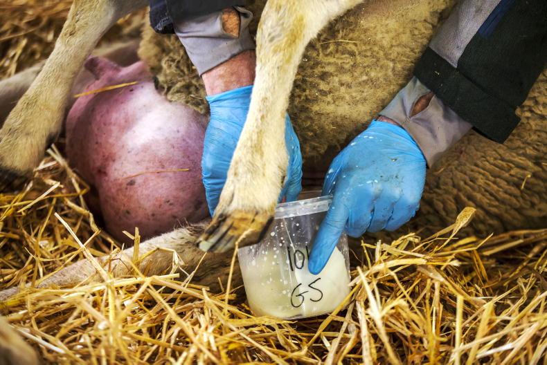 Hygiene and colostrum critical in combating watery mouth Hygiene and colostrum critical in combating watery mouth