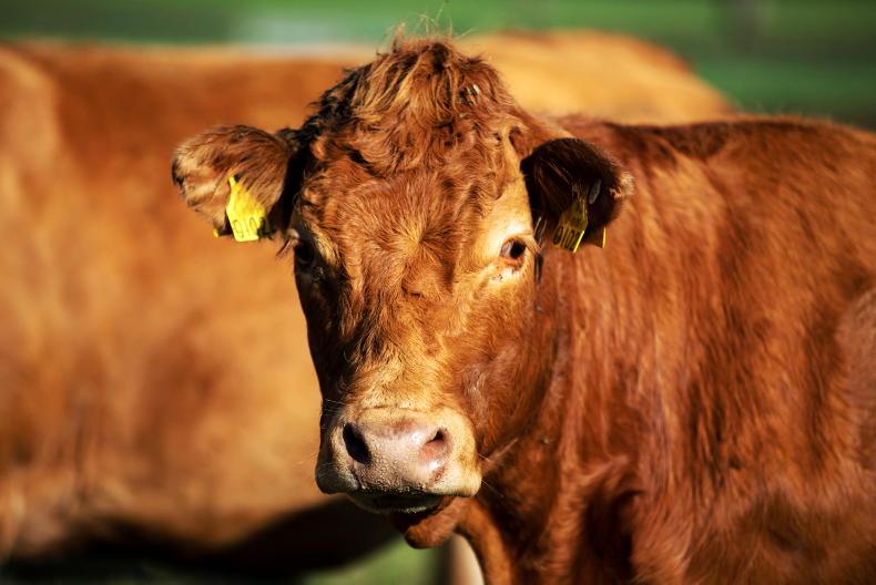 Ballyrobin Redbull leads clean sweep at NI Limousin spring show and sale Ballyrobin Redbull leads clean sweep at NI Limousin spring show and sale