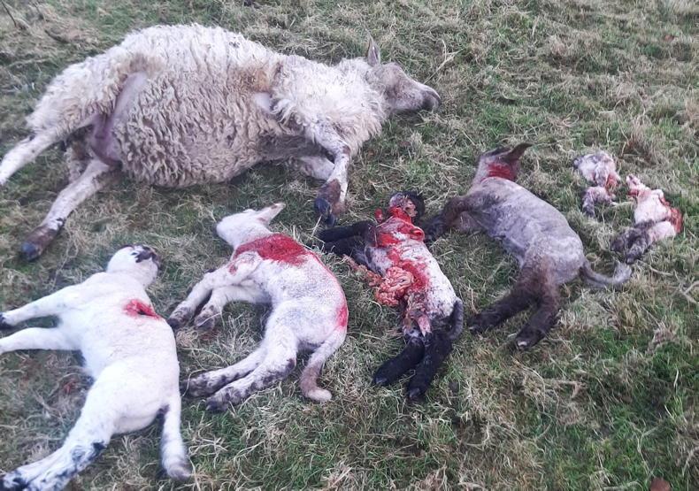 Six sheep killed in Louth dog attack Six sheep killed in Louth dog attack