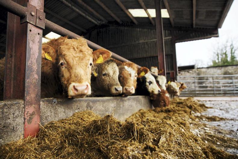 Almost 80,000 more beef cattle on farms aged 18 to 30 months Almost 80,000 more beef cattle on farms aged 18 to 30 months
