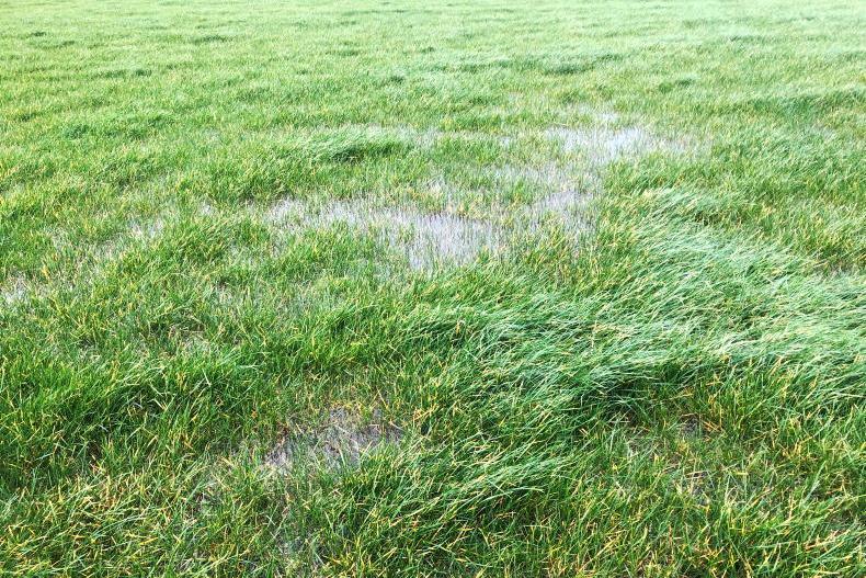 The Grass Week: dealing with the aftermath of snow, sleet and rain The Grass Week: dealing with the aftermath of snow, sleet and rain