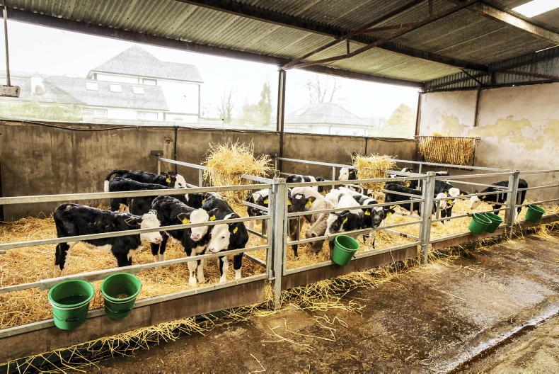 Sourcing a calf to suit your system
Sourcing a calf to suit your system