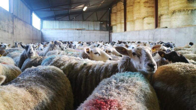 Maedi visna detected in Irish sheep flocks Maedi visna detected in Irish sheep flocks