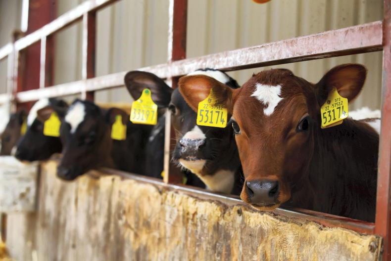 Dairy management: what to do with light bull calves? Dairy management: what to do with light bull calves?