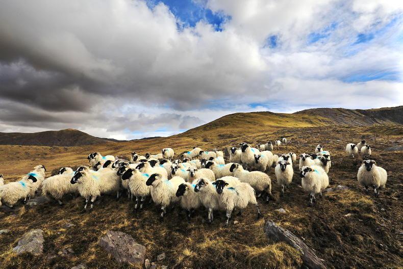 Variation within breed more important than across breed Variation within breed more important than across breed